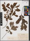 Foto von Salix aurita L.